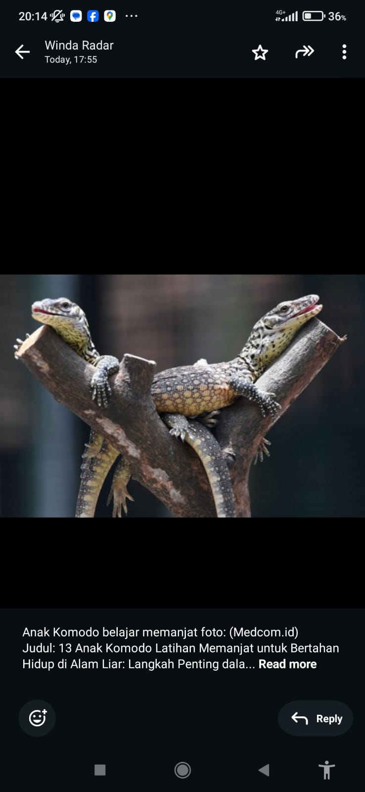 Anak Komodo belajar memanjat.
