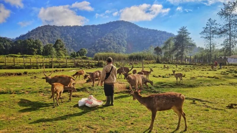 Bercengkrama dengan Rusa di Ranca Upas Ciwidey Bandung.