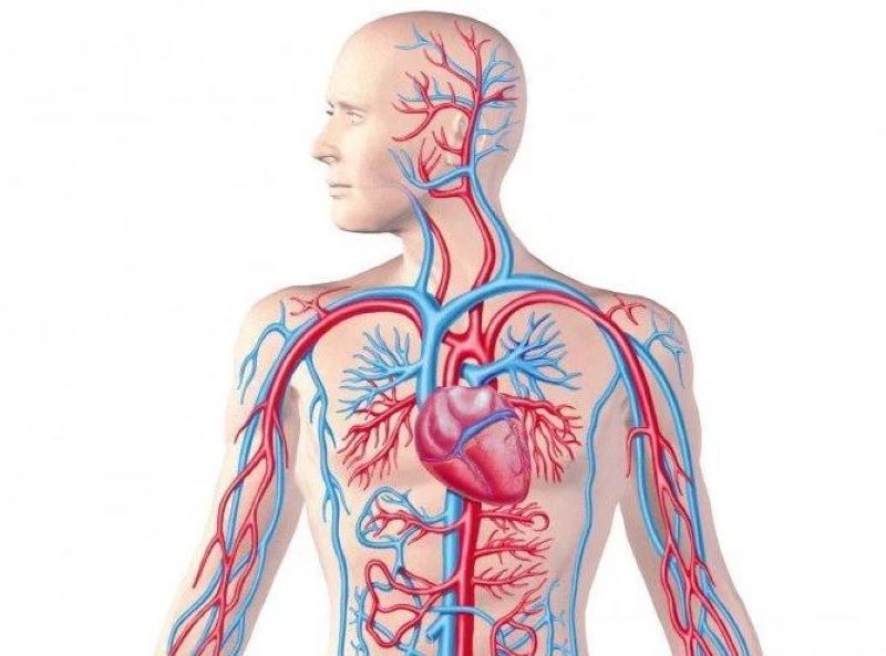 Ilustrasi saraf.