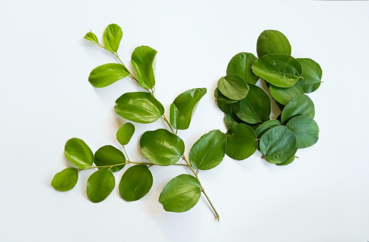 Daun bidara bisa jauhkan diri dari sihir (vecteezy.com)