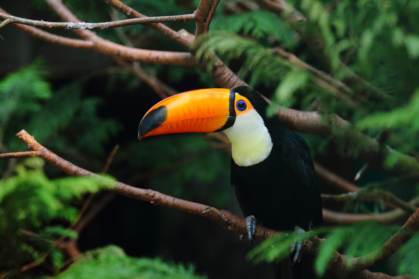 Dengan paruh yang berwarna unik, burung toco toucan selalu menarik perhatian para pecinta satwa  (freepik.com)