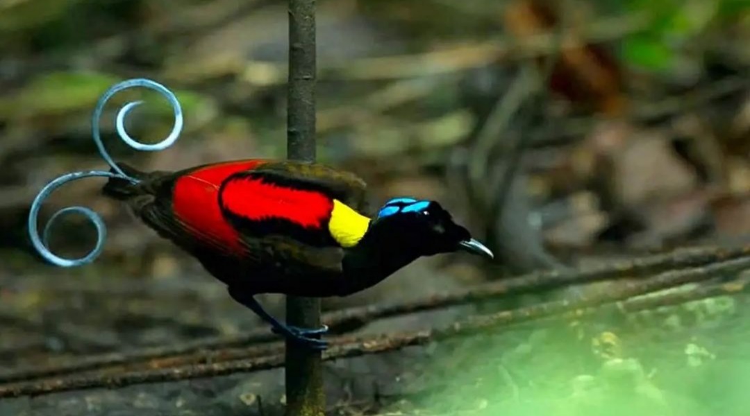 Pesona menarik dari burung cenderawasih botak sebagai bentuk harta tersembunyi di Papua.  (instagram.com/biologyy.blog)