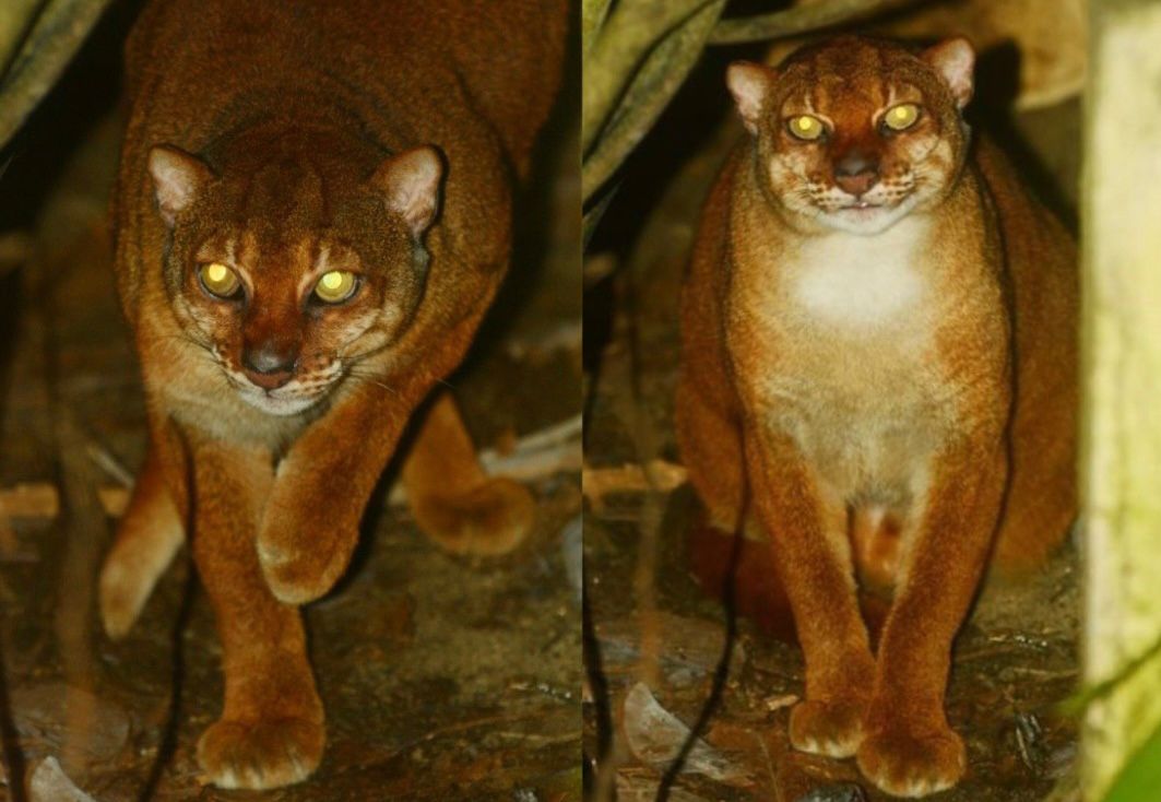 Kucing Merah Kalimantan yang Dilindungi.  (Pinterest/Fernando Lopes-AAWAnimals)