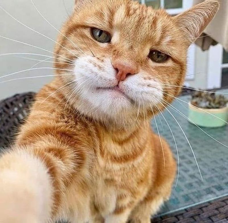 Tingkah lucu kucing.