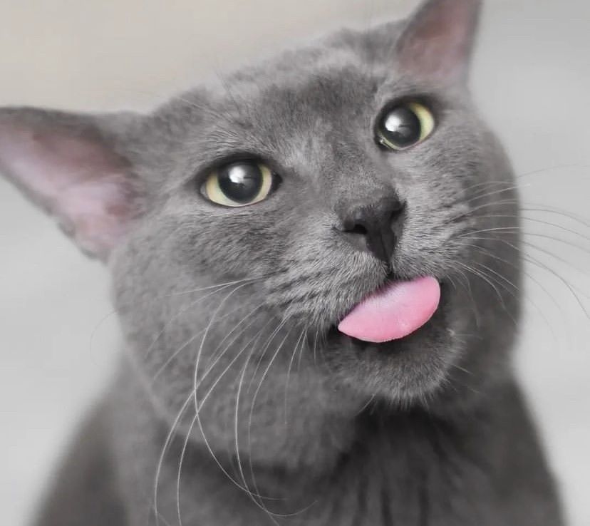 Mengenal kucing busok, kucing raas asli Indonesia