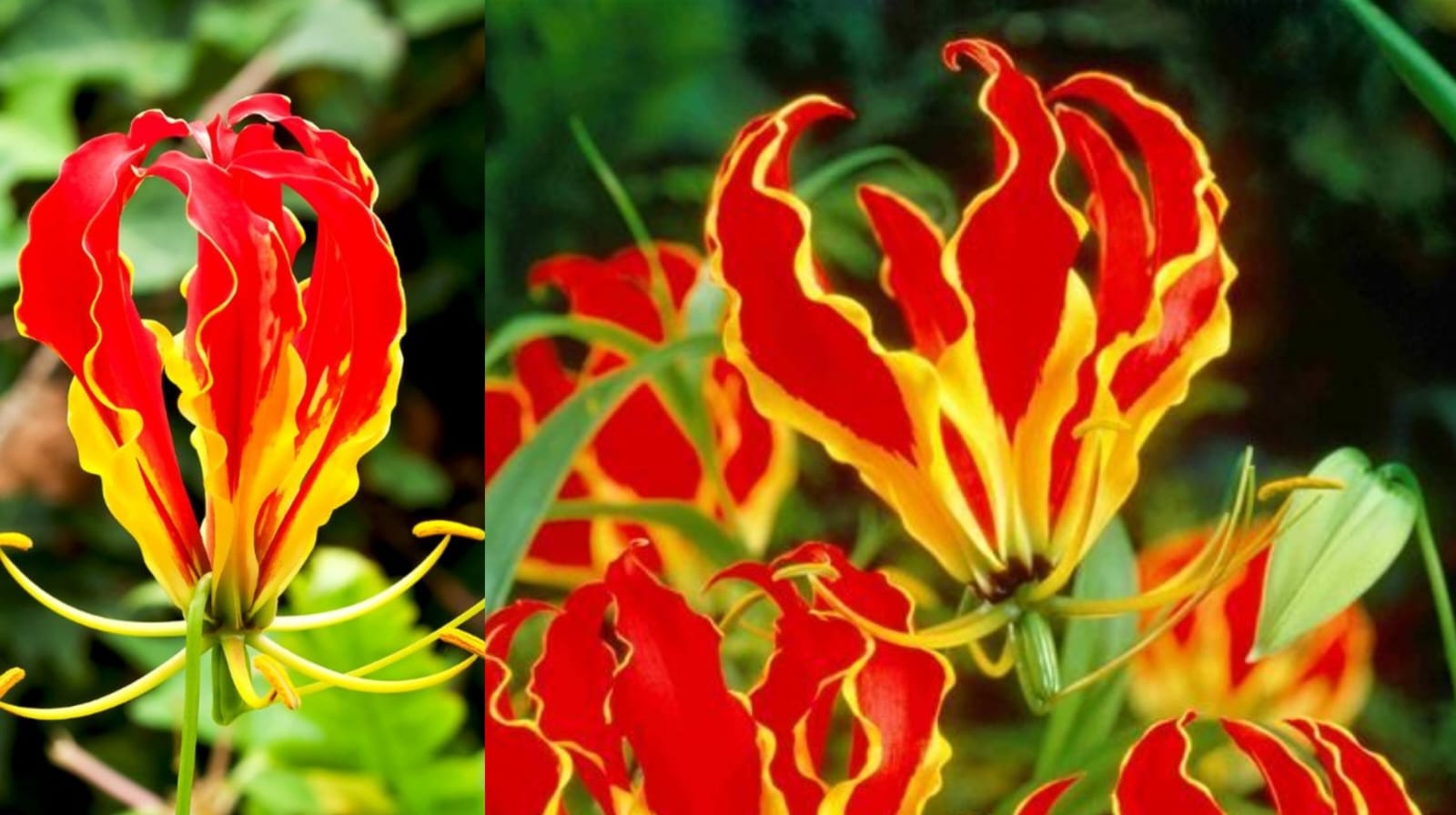 Mekar dalam keanggunan, bunga flame lily ibarat api yang tak pernah padam   (pinterest.com)