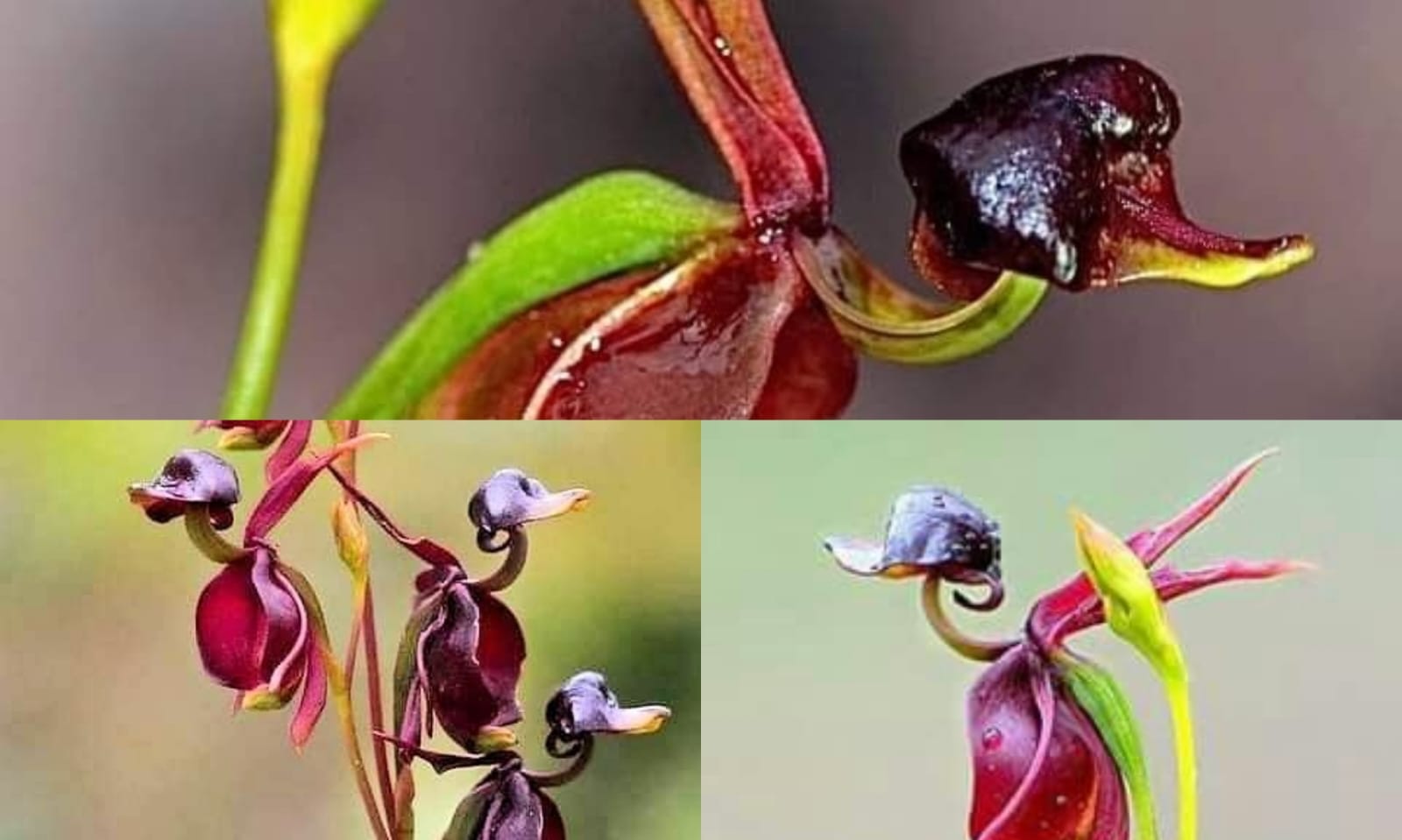 Terlihat sangat unik, bunga bebek terbang menjadi salah satu kejaiban dunia  (pinterest.com)