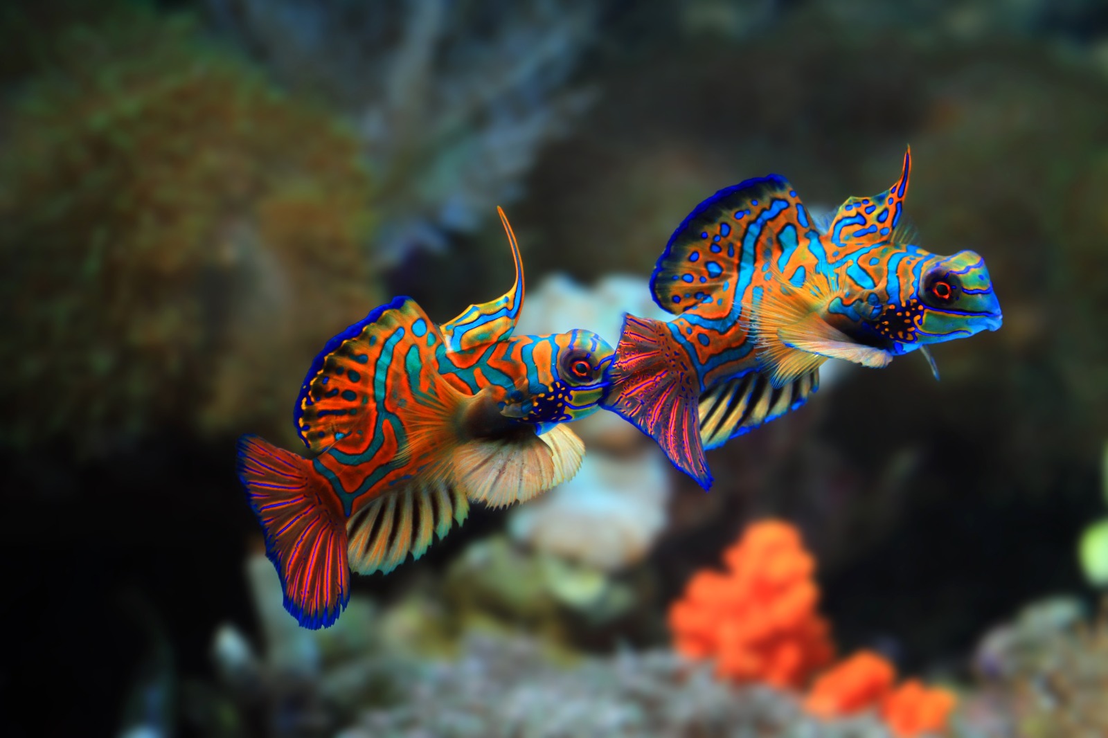 Kecil tapi mencuri perhatian, si cantik ikan mandarin  (freepik.com)
