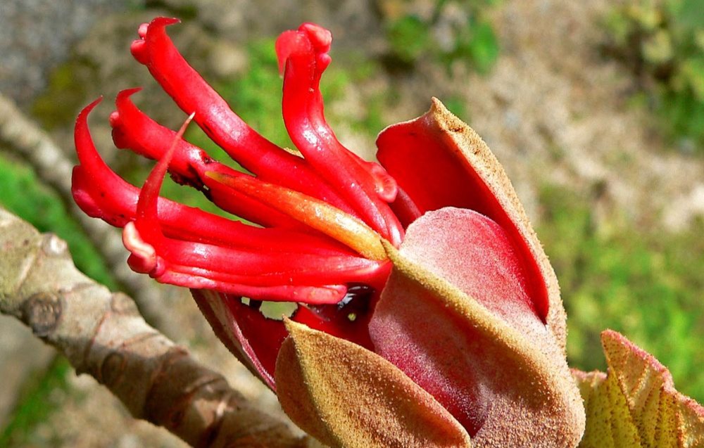 Bentuk rupa dari bunga tangan iblis atau Devil&rsquo;s Hand Flower yang merah merona   (wikipedia.com)