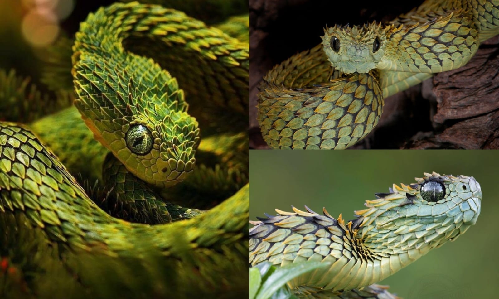 Dengan warna tubuh yang menyerupai dedaunan, Spiny Bush Viper berbaur sempurna di habitatnya. (pinterest.com)