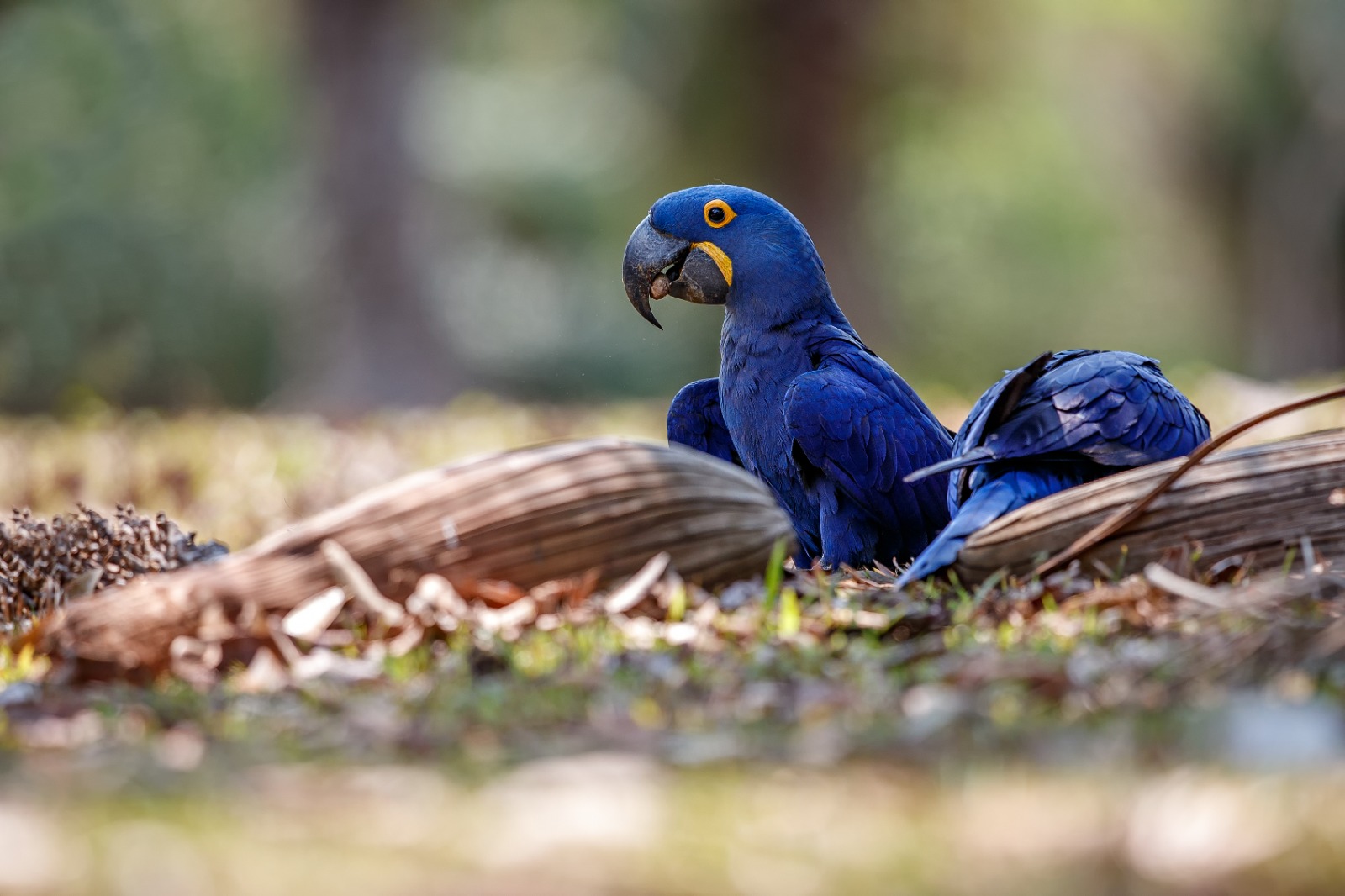 Warna biru yang menawan, hyacinth macaw siap mencuri perhatian  (freepik.com)