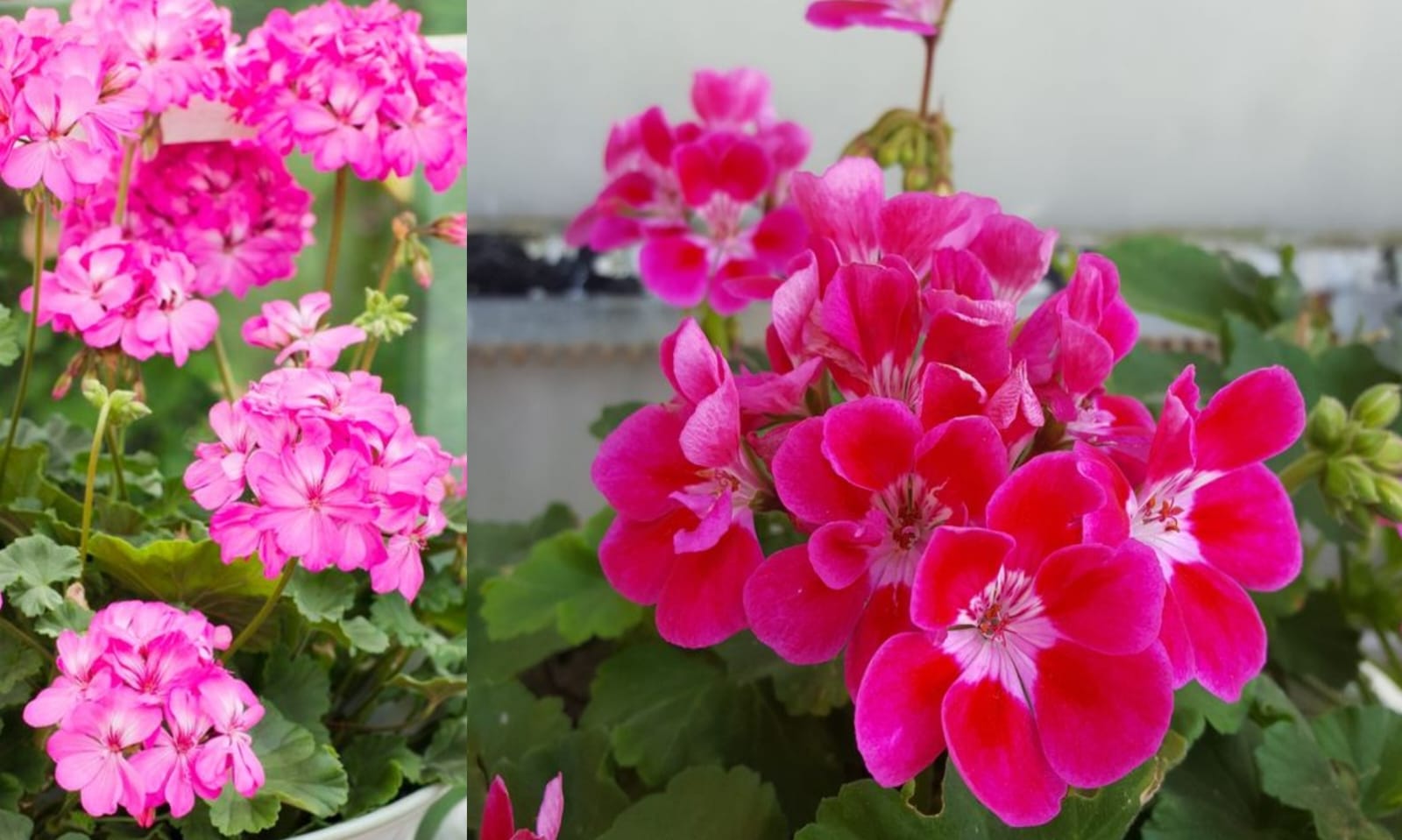 Pesona keindahan bunga geranium yang kaya akan manfaat untuk manusia  (pinterest.com)