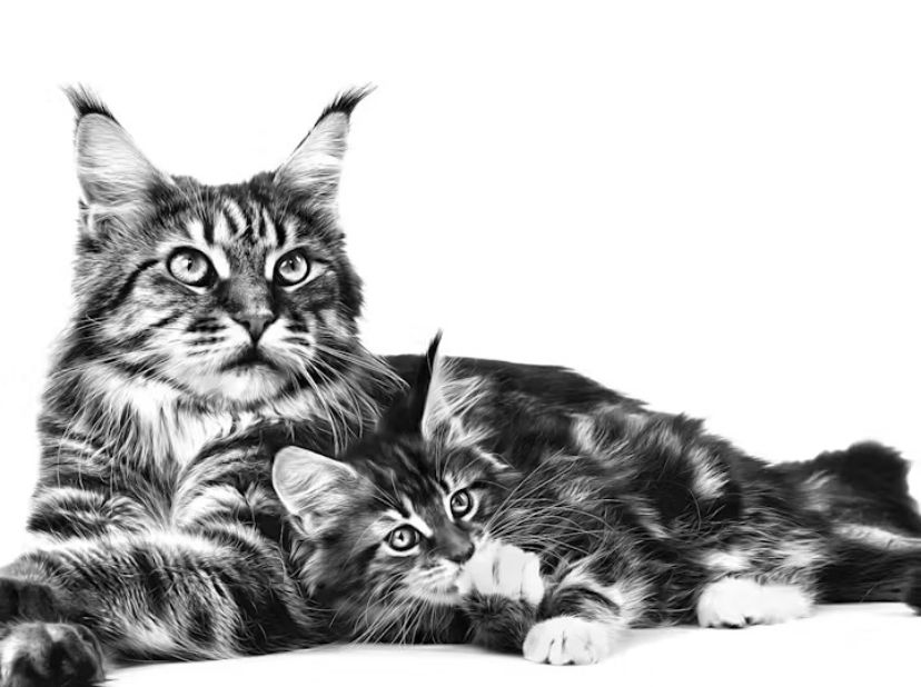 Foto Kucing Maine Coon Dewasa dan Anaknya. (royalcanin.com)