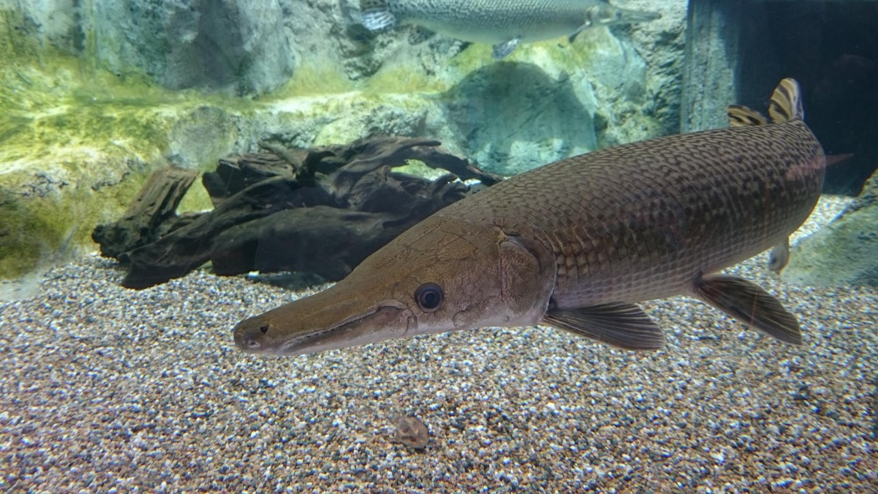Ikan Aligator (WSIU.org)