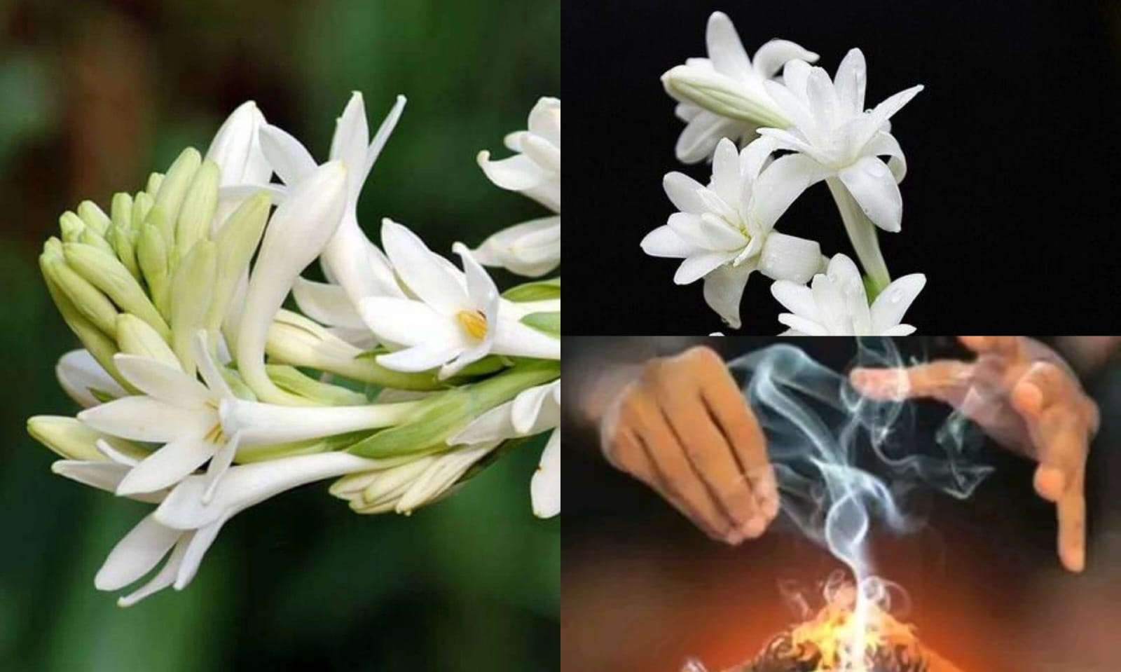 Di balik keharumannya, bunga sedap malam menyimpan mitos tentang dunia gaib  (Kolase foto dari pinterest.com)