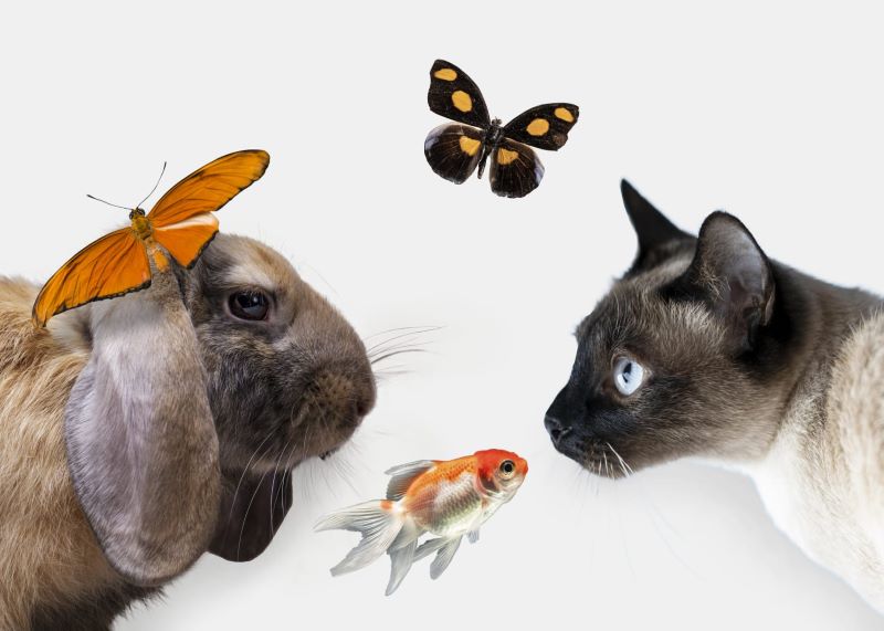 Ilustrasi hewan peliharaan.