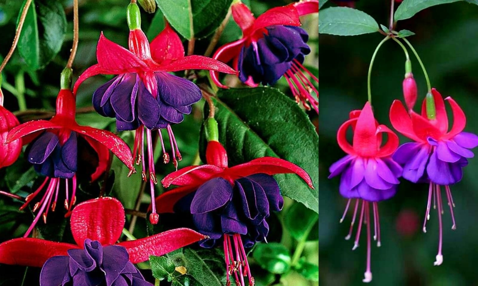 Pesona bunga fuchsia, seperti menggantungkan keindahan di tiap tangkainya  (pinterest.com)