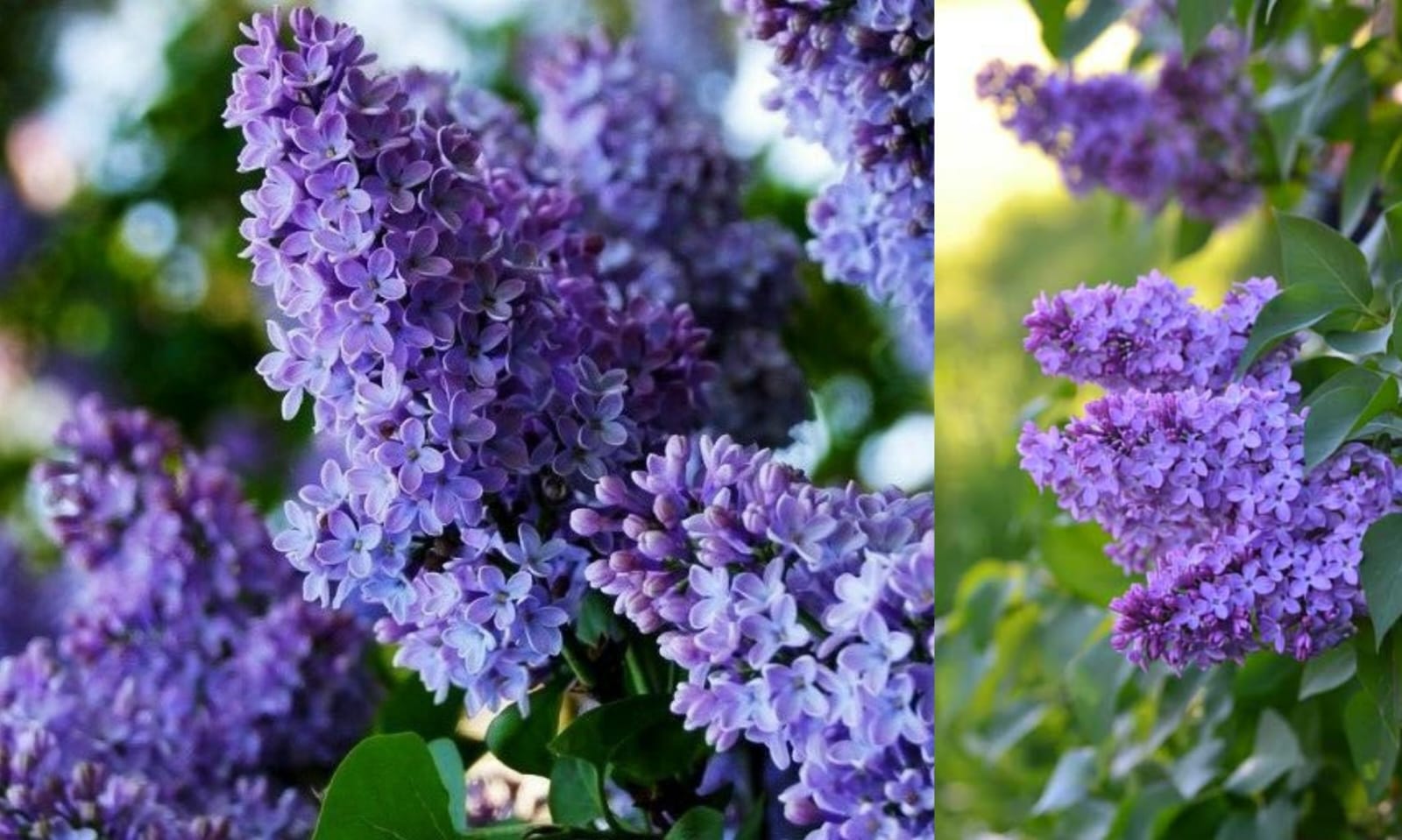 Wanginya bunga lilac yang semerbak, menciptakan suasana tenang di setiap sudut taman  (pinterest.com)