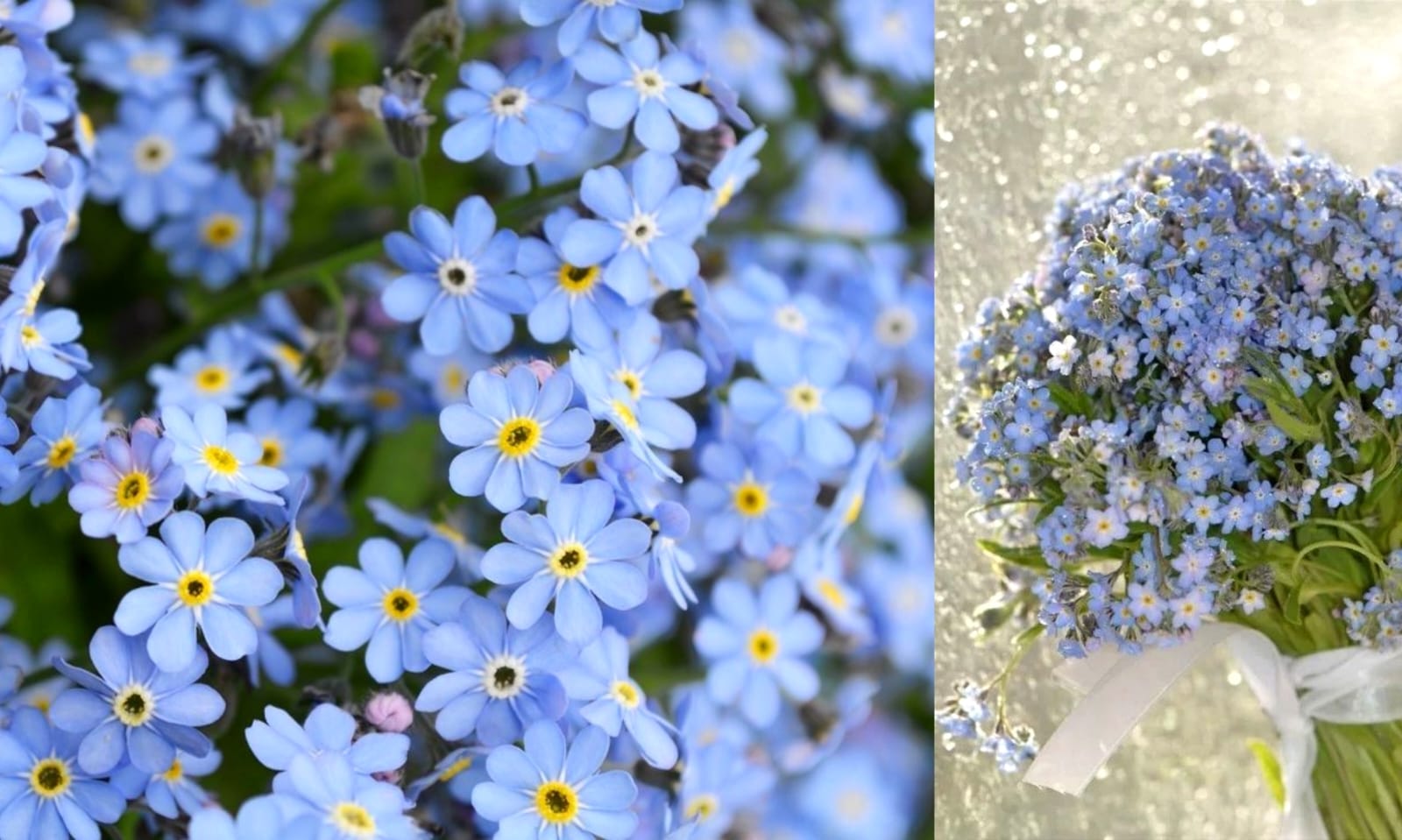 Si mungil yang memikat hati, bunga forget me not menjadi lambang dalam perihal percintaan  (pinterest.com)