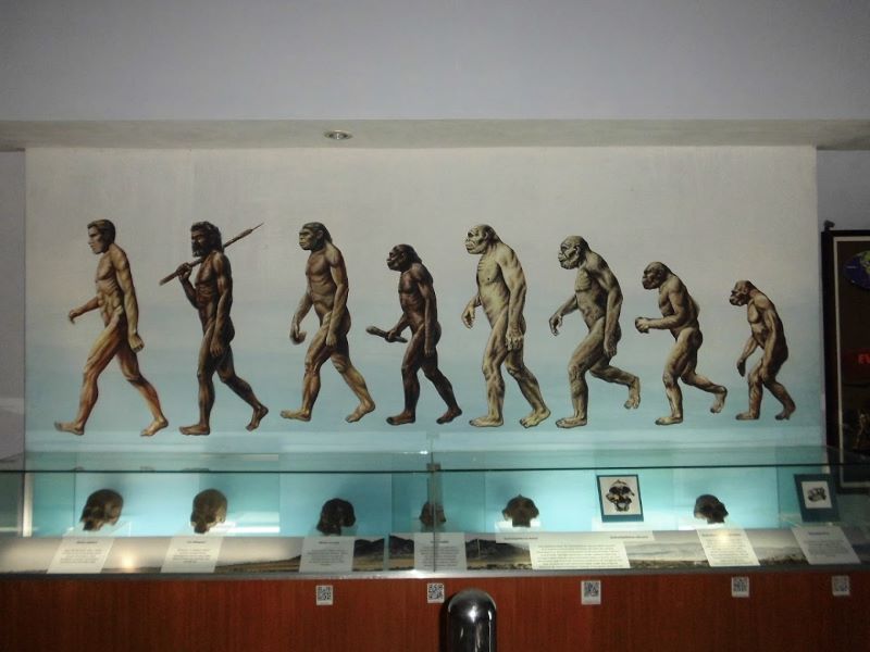 Ilustrasi evolusi manusia purba.