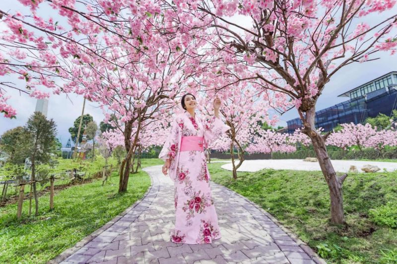Ilustrasi taman sakura di Dairyland On The Valley Semarang.