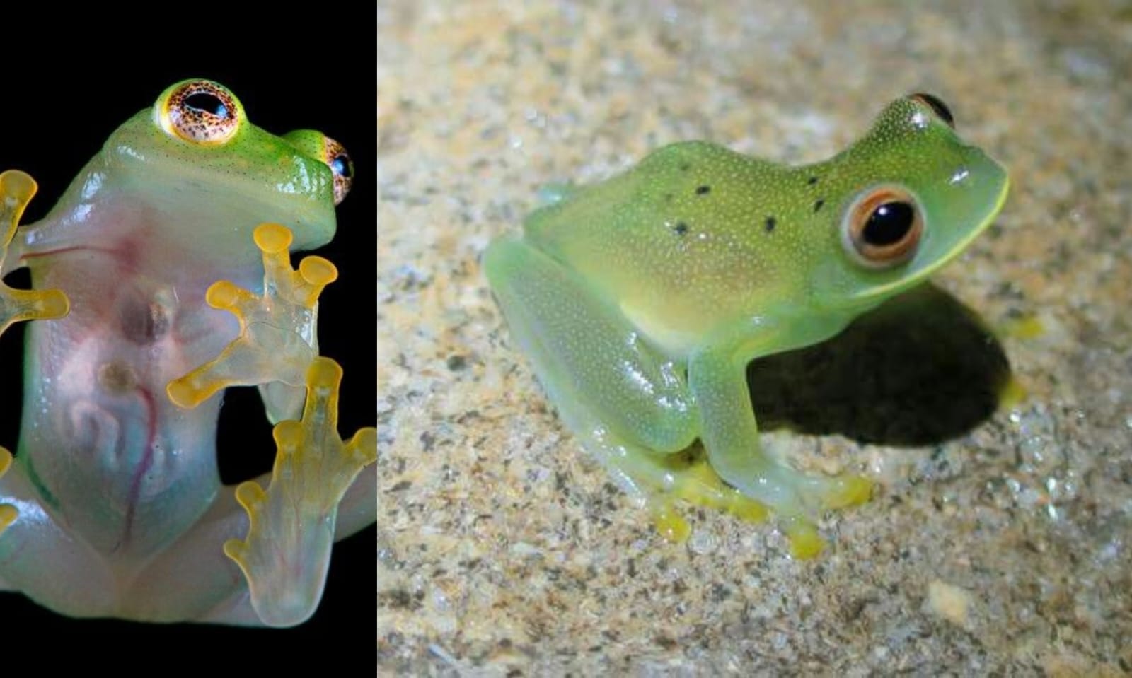 Kenalan dengan glass frog, si katak unik yang punya kulit tembus pandang (Kolase Foto pinterest.com)