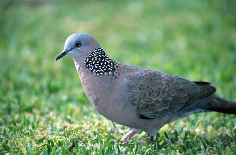 Burung Perkutut. Sumber: Pinterest (Agus Sriyana)