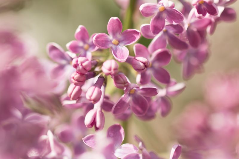 Bunga lilac berwarna pink.