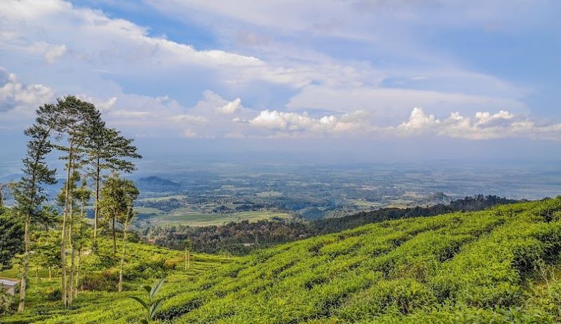Panorama hijau Kebun Teh Jamus Ngawi.