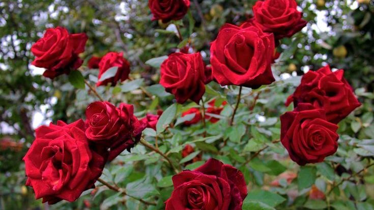 Merawat Bunga Mawar https://pin.it/5y3spuVjx