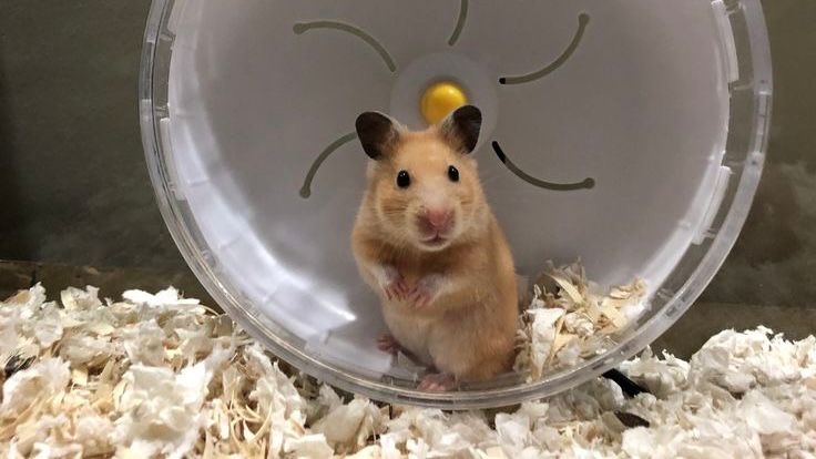 Tips Memelihara Hamster https://pin.it/2FJLUjWXW