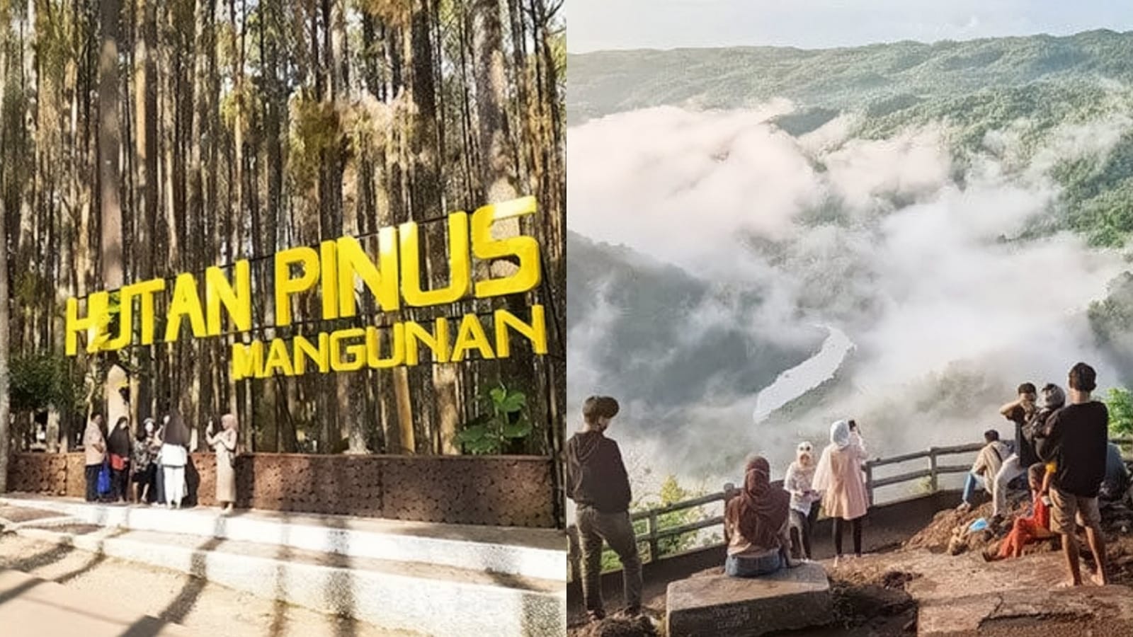 Hutan Pinus Mangunan dan Kebun Buah Mangunan. Sumber: berbagai sumber
