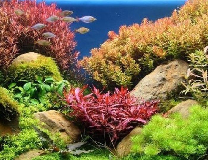 Aquascape