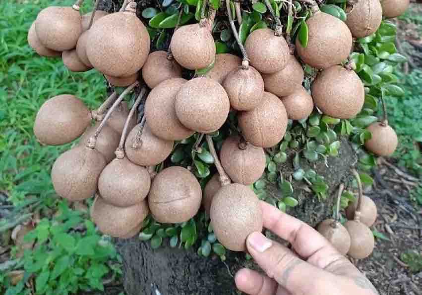 Buah Kepel https://pin.it/io4sjTBgB