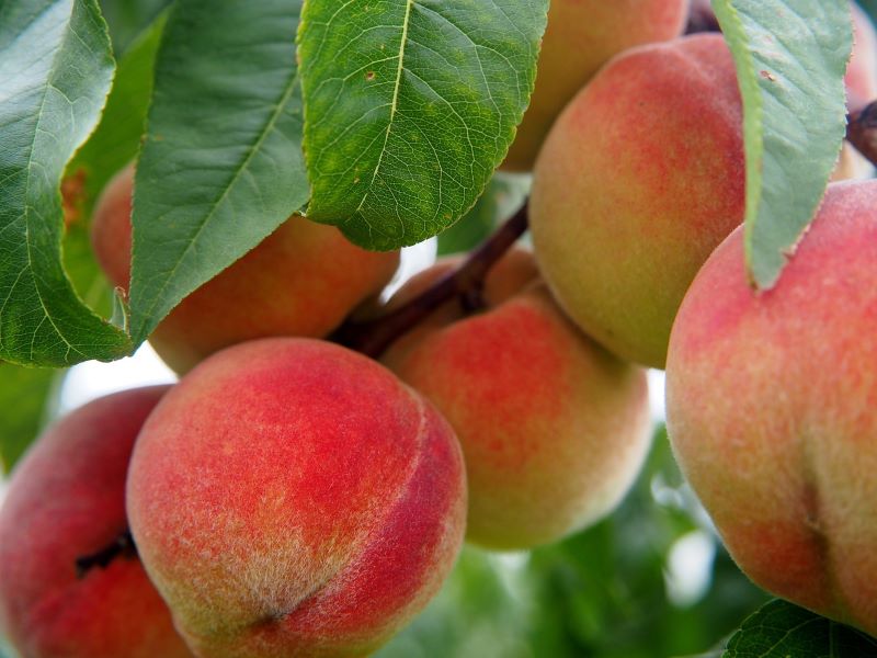 Buah peach