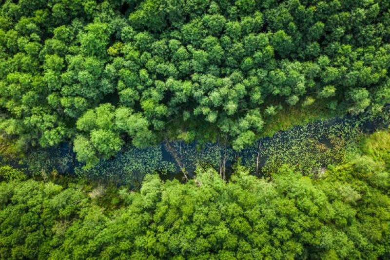 Hutan Tropis, paru-paru dunia.