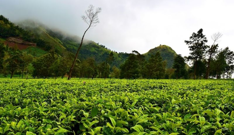 Menikmati kesejukan di Kebun Teh Tambi.