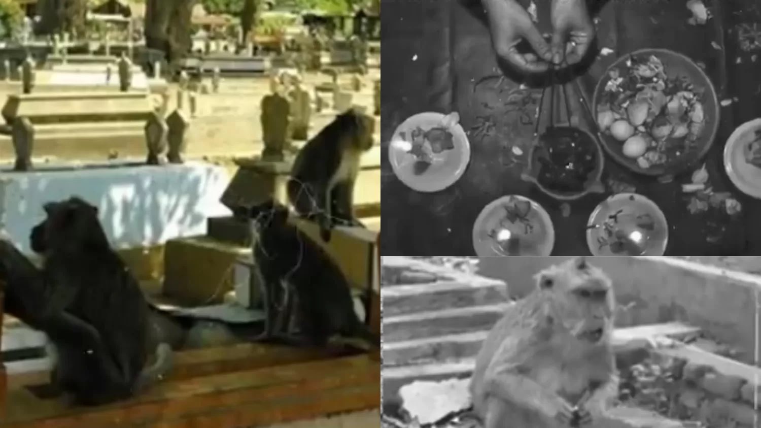Ilustrasi Ritual Pesugihan Monyet.  (x/@exvianpro)