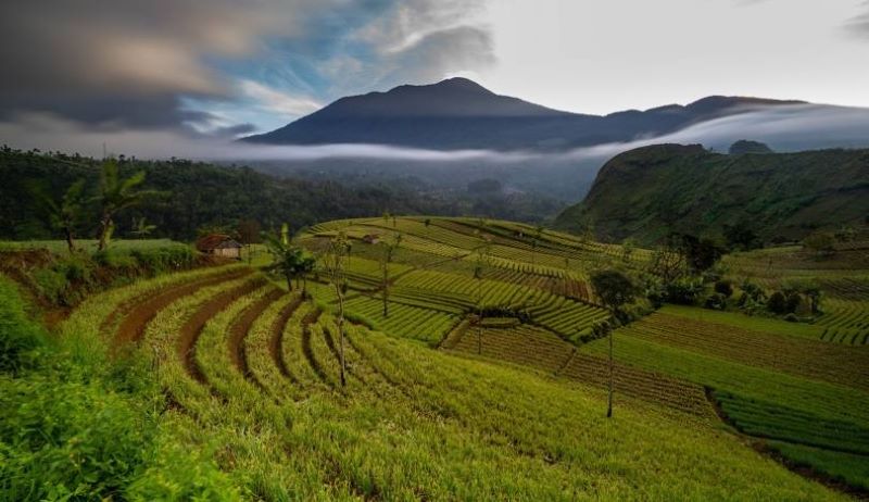 Keindahan Terasering Panyaweuyan di Majalengka.