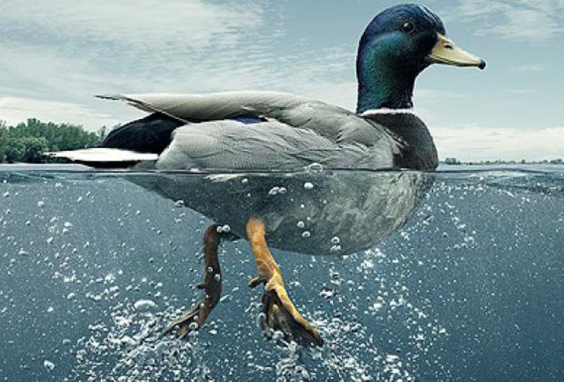 Duck Syndrome: Saat Kelihatannya Tenang, Padahal Kondisinya Berkebalikan&nbsp;