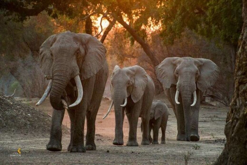 Gajah Sumatra.  (Pinterest)