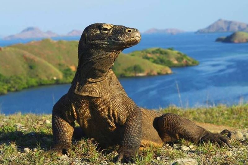 Ilustrasi Komodo, Ikon Kabupaten Manggarai Barat (Pinterest)