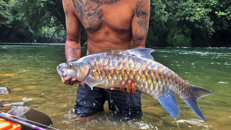 Ikan dewa dengan perpaduan warna biru dan kuning yang hidup di air jernih.
