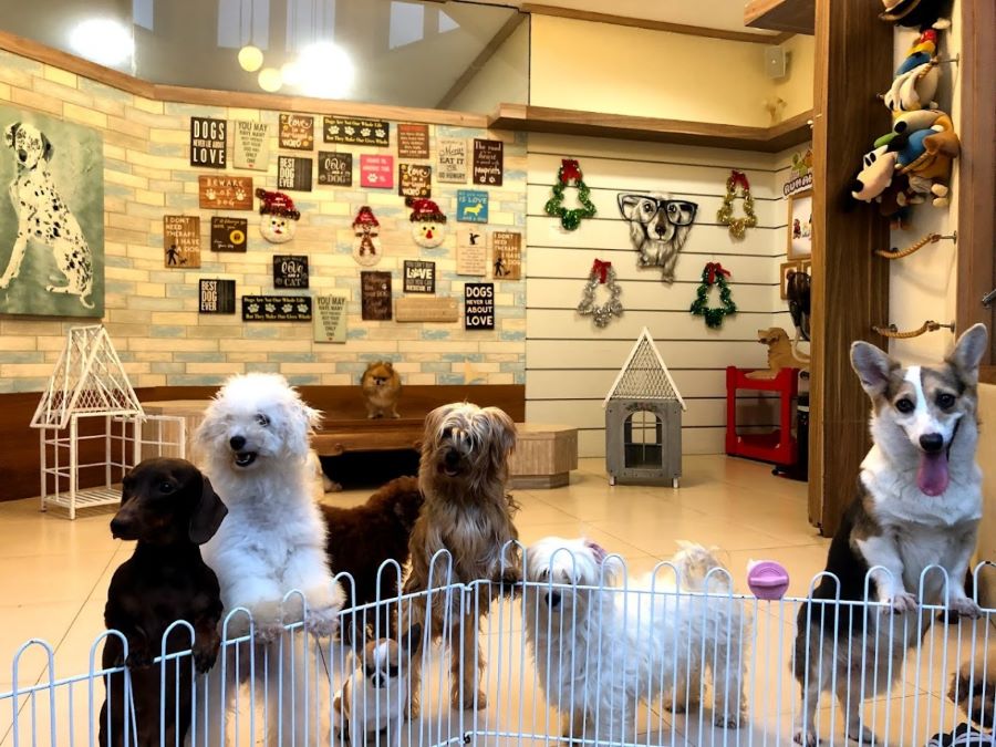 Rumah Guguk Bandung, tempat seru bermain dan berinteraksi dengan anjing.