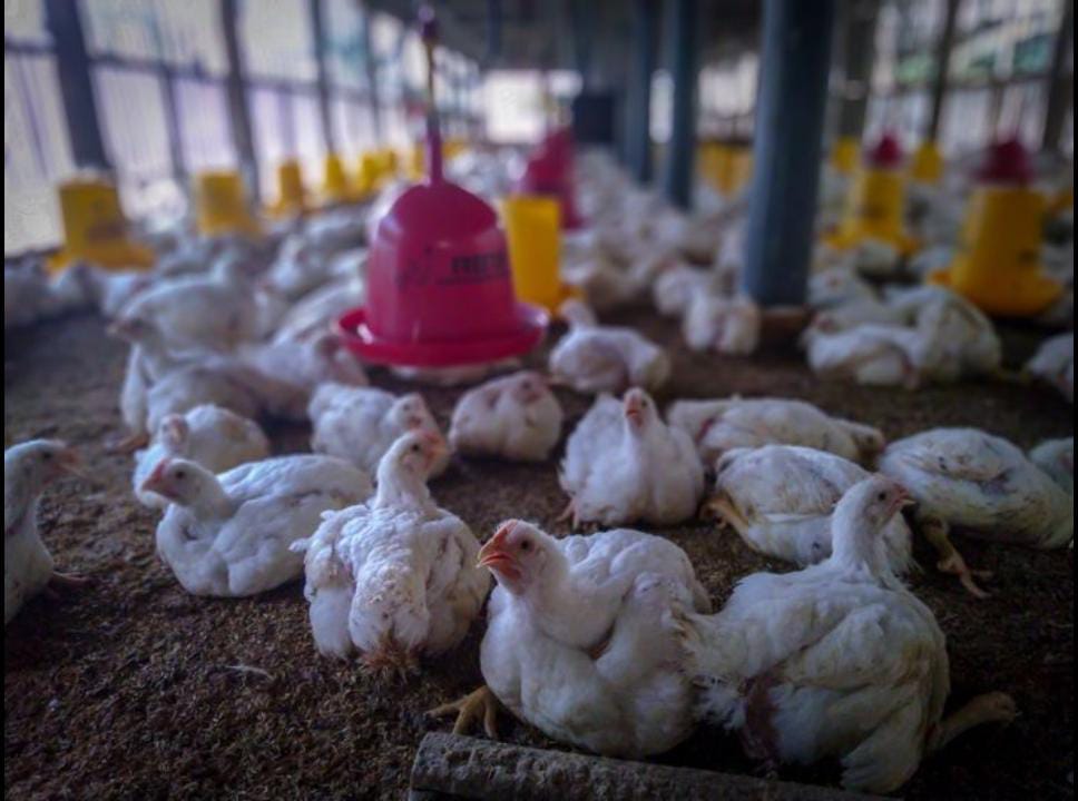 ilustrasi ayam broiler (pinterest)