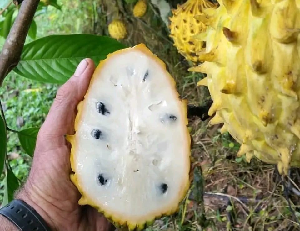 Buah Biriba
