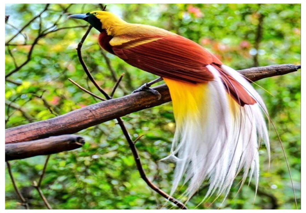 Burung Cendrawasih. Sumber: Pinterest