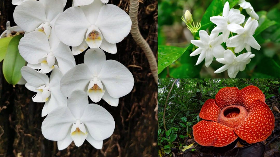 Bunga Nasional Indonesia. Sumber: berbagai sumber