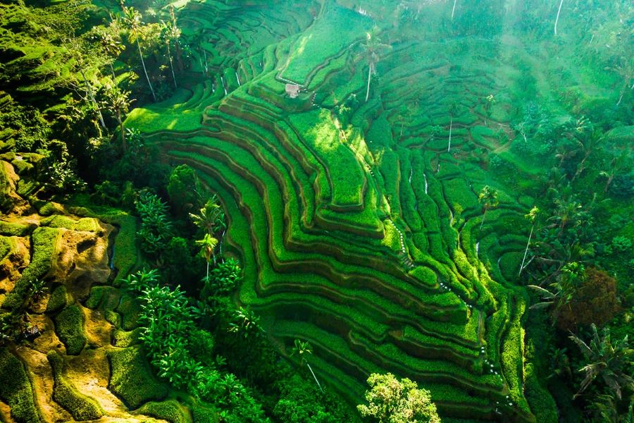 Terasering Tegalalang di Bali.
