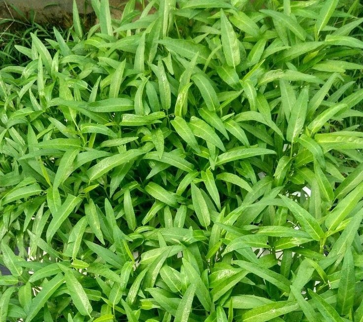 sayur kangkung